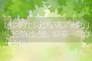 麒麟瓜和西瓜的区别