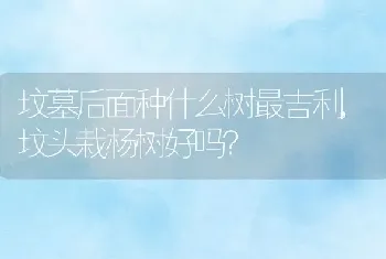 坟头栽杨树好吗