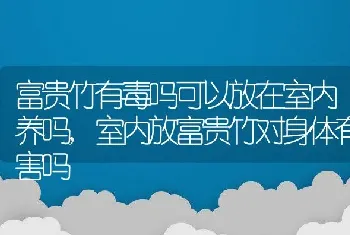 富贵竹有毒吗可以放在室内养吗