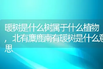 暖树是什么树属于什么植物