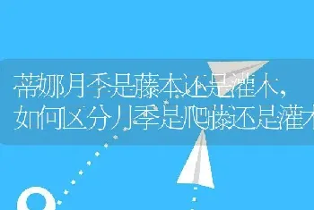 蒂娜月季是藤本还是灌木