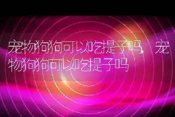 宠物狗狗可以吃提子吗