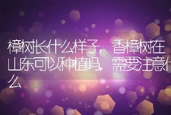 樟树长什么样子