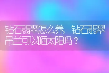 钻石翡翠吊兰可以晒太阳吗