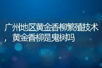 广州地区黄金香柳繁殖技术