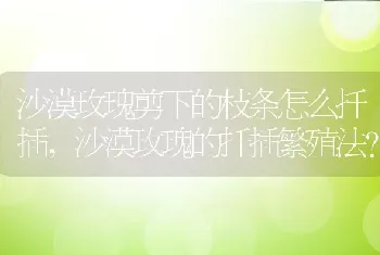 桔子花的花瓣是什么意思