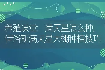 养殖课堂:满天星怎么种