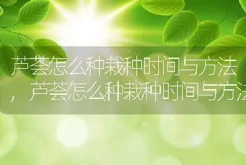 芦荟怎么种栽种时间与方法