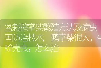 盆栽鹅掌柴繁殖方法及病虫害防治技术