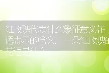 红玫瑰代表什么象征意义花语表示的含义