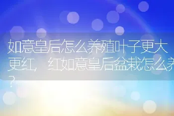 红如意皇后盆栽怎么养