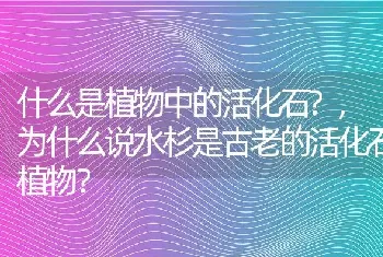 为什么说水杉是古老的活化石植物