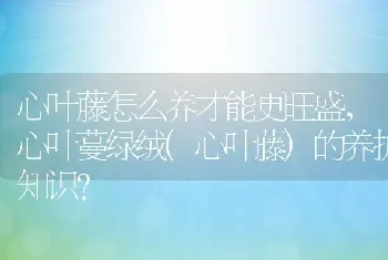 心叶蔓绿绒(心叶藤)的养护知识