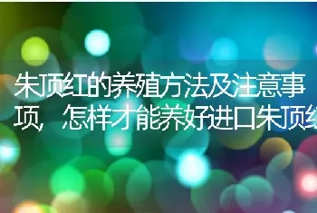 朱顶红的养殖方法及注意事项