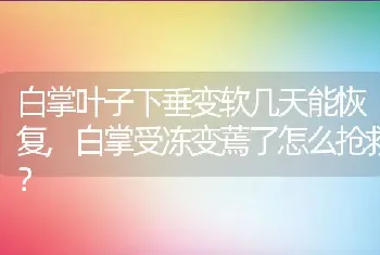 白掌受冻变蔫了怎么抢救