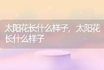 太阳花长什么样子