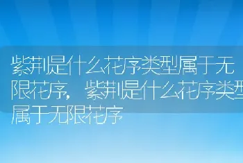 紫荆是什么花序类型属于无限花序