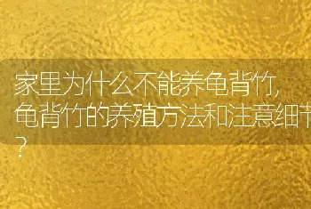 龟背竹的养殖方法和注意细节