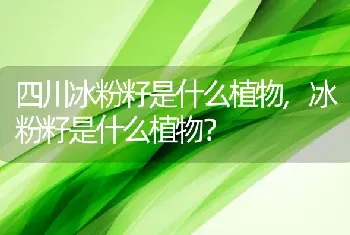 冰粉籽是什么植物