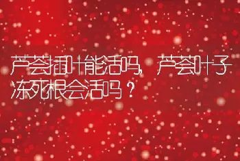 芦荟叶子冻死根会活吗