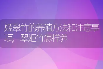 姬翠竹的养殖方法和注意事项