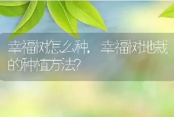 幸福树地栽的种植方法