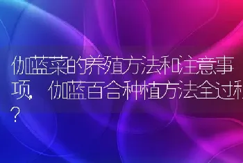 伽蓝百合种植方法全过程