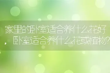 卧室适合养什么花或植物