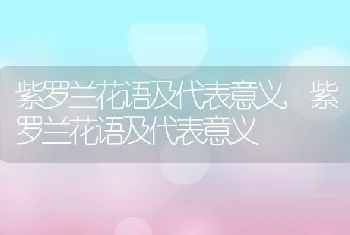 紫罗兰花语及代表意义