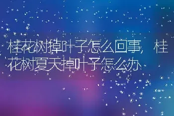 桂花树掉叶子怎么回事