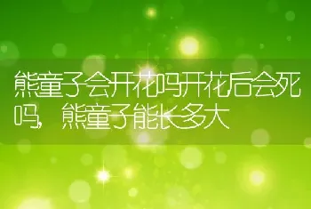 熊童子会开花吗开花后会死吗