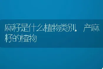 麻籽是什么植物类别