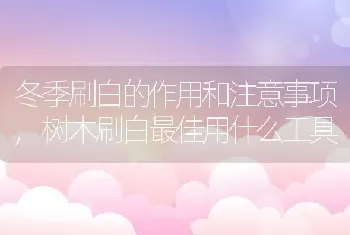 富贵竹怎么盘着生长