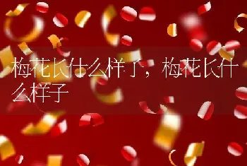 梅花长什么样子