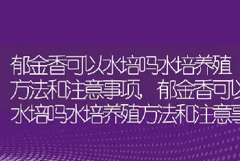 郁金香可以水培吗水培养殖方法和注意事项