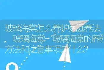 玻璃海棠-玻璃海棠的养殖方法和注意事项是什么