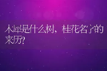 桂花名字的来历