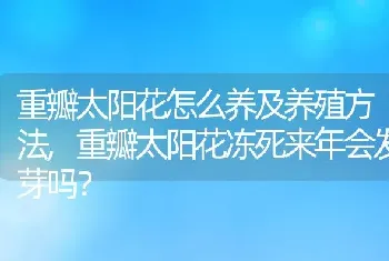 重瓣太阳花冻死来年会发芽吗