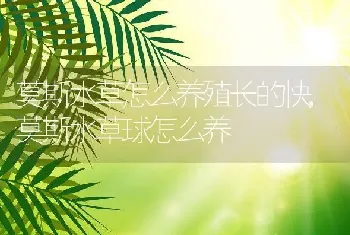 莫斯水草怎么养殖长的快