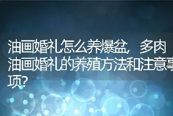 多肉油画婚礼的养殖方法和注意事项