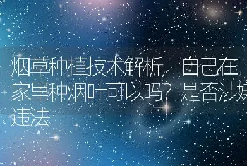 自己在家里种烟叶可以吗是否涉嫌违法