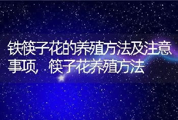 铁筷子花的养殖方法及注意事项