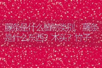 藤条是什么东西木头？