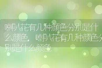 喇叭花有几种颜色分别是什么颜色