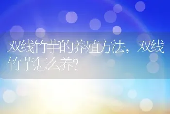 双线竹芋怎么养