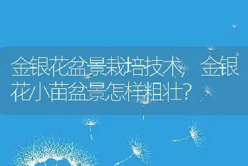 金银花小苗盆景怎样粗壮