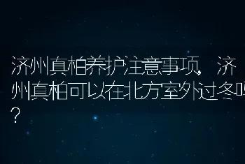 济州真柏可以在北方室外过冬吗