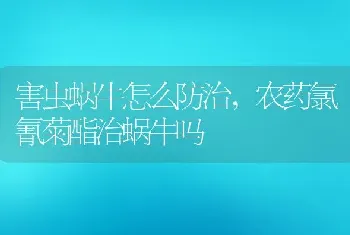 害虫蜗牛怎么防治