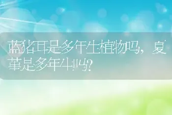 夏堇是多年生吗