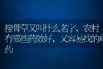 接骨草又叫什么名字